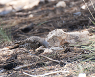 Northern Flicker 2454